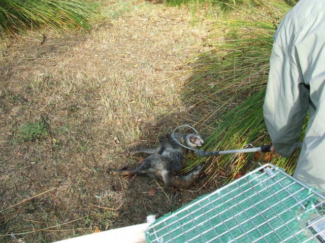 Equipo de rescate de fauna salvaje