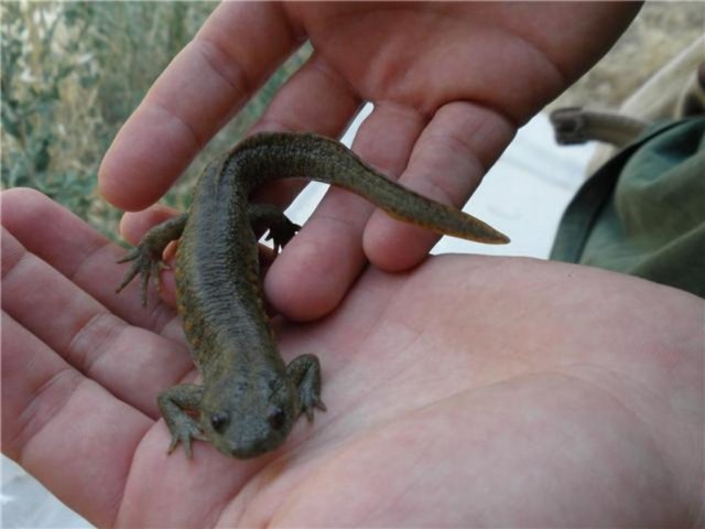 Equipo de rescate de fauna salvaje