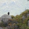 Eufemía, águila real &raquo; Reintroducción Águila Real en el Parque Natural del Xurés. Eufemía es liberada siendo pollo en el verano de 2008.