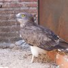 Liberaciones &raquo; Hacking &raquo; Liberación de Gadura, águila culebrera