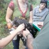 Eufemía, águila real &raquo; La historia de Eufemía, aguila real