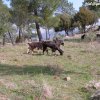 Voluntarios y amigos de GREFA &raquo; Juan José Iglesias &raquo; Etnología