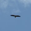 Voluntarios y amigos de GREFA &raquo; Juan José Iglesias &raquo; Naturaleza