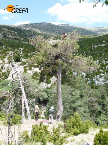 El marcaje de Gala