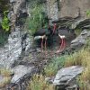 Voluntarios y amigos de GREFA &raquo; Miguel &raquo; Monfragüe