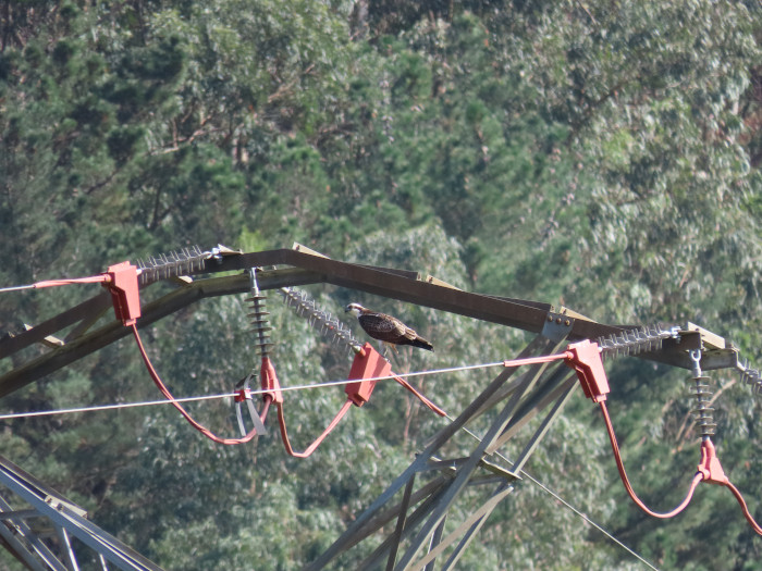 Las correcciones de tendidos eléctricos impulsadas por el Proyecto Pigargo también han beneficiado a otras especies, en este caso a un águila pescadora.