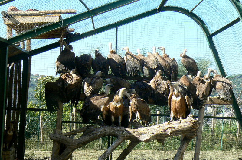Buitres leonados recien instalados en la jaula de aclimatacion con comedero exterior en la parte izquierda