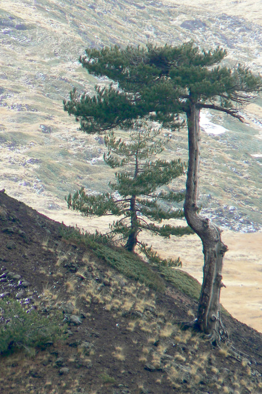 Pino laricio del Etna