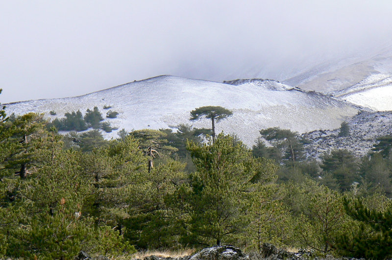 Bosques de pino laricio en las faldas del Etna