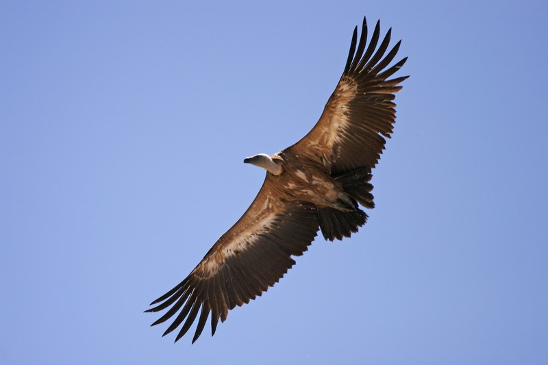 Buitre leonado (Gyps fulvus)