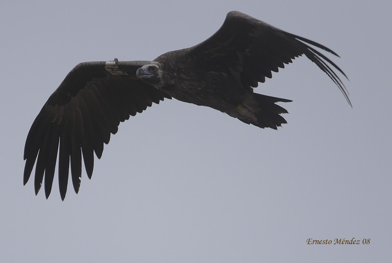 Buitre negro (Aegypius monachus)