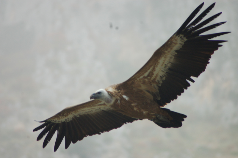 Buitre leonado (Gyps Fulvus)