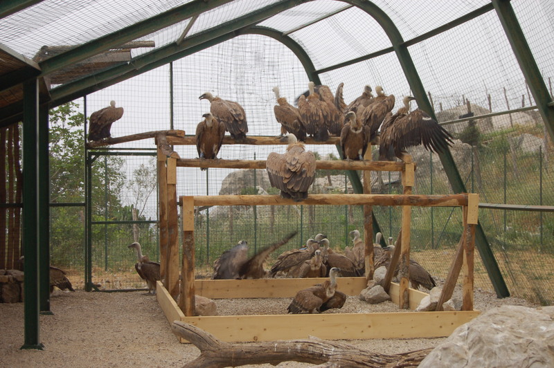 Buitres leonados en la jaula de aclimatación