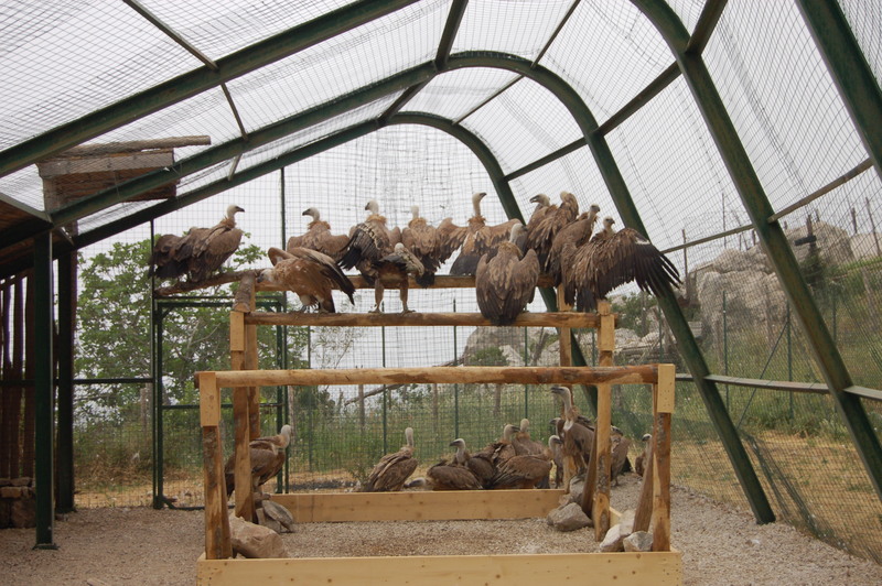 Buitres leonados en la jaula de aclimatación