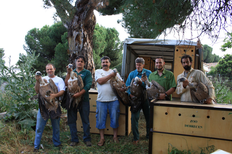 Traslado de buitres leonados al Parque de Hortobagy (Hungría)