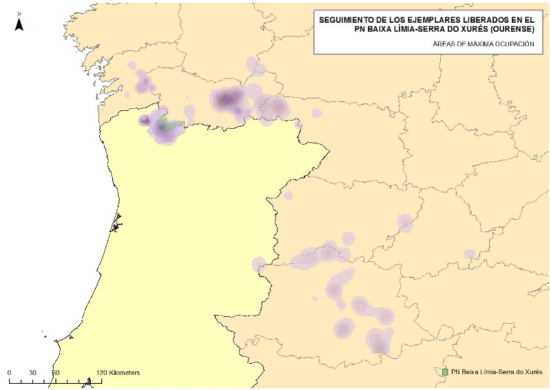 Seguimiento mediante satélite de los ejemplares liberados (zonas de ocupación temporal)