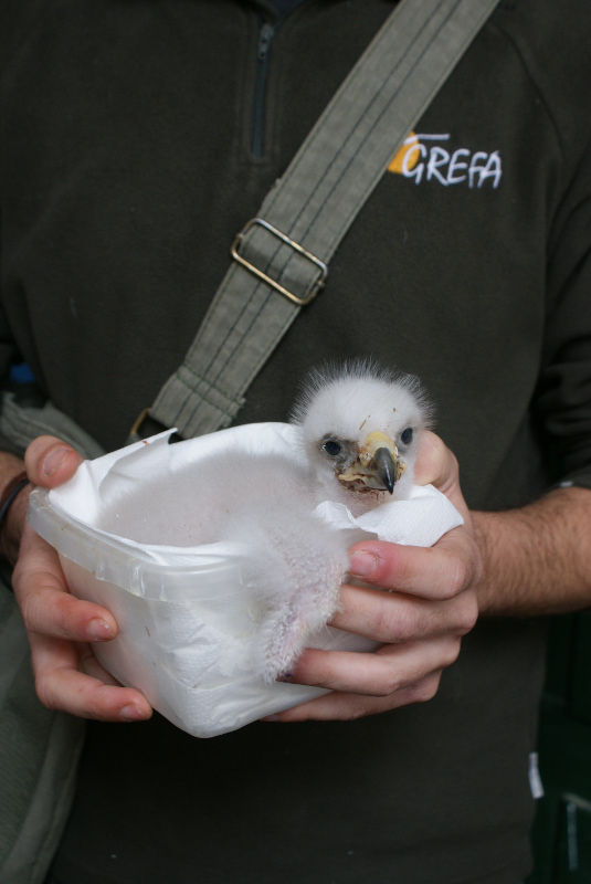 Uno de los pollos de águila real nacido en 2011 en el Centro de GREFA