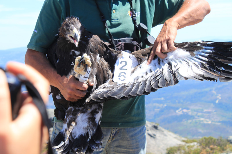 Marcas alares y anilla de PVC para la identificación visual de los pollos liberados