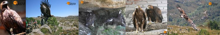  REINTRODUCCIÓN DEL ÁGUILA REAL EN GALICIA .Parque Natural Baixa Limia-Serra do Xurés (Ourense) 