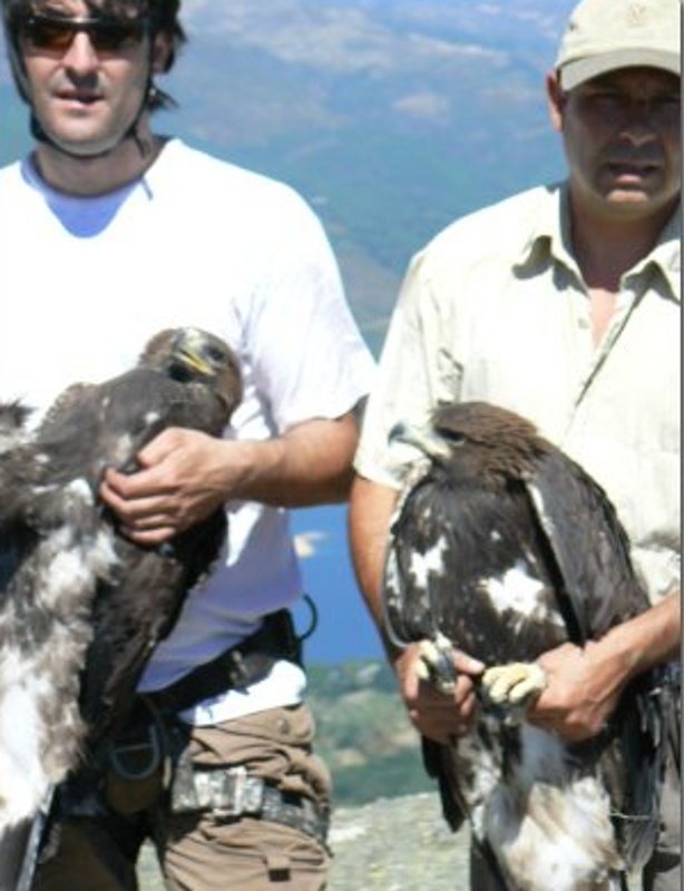 Las dos águilas reales liberadas
