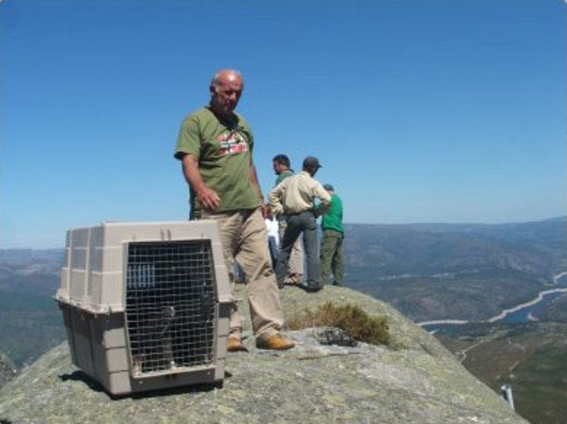 Liberación de las águilas reales