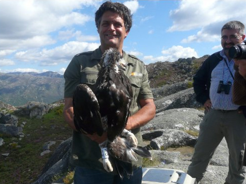 Momentos antes de depositar el pollo de aguila real en su nido artificial en el parque natural de Xures 