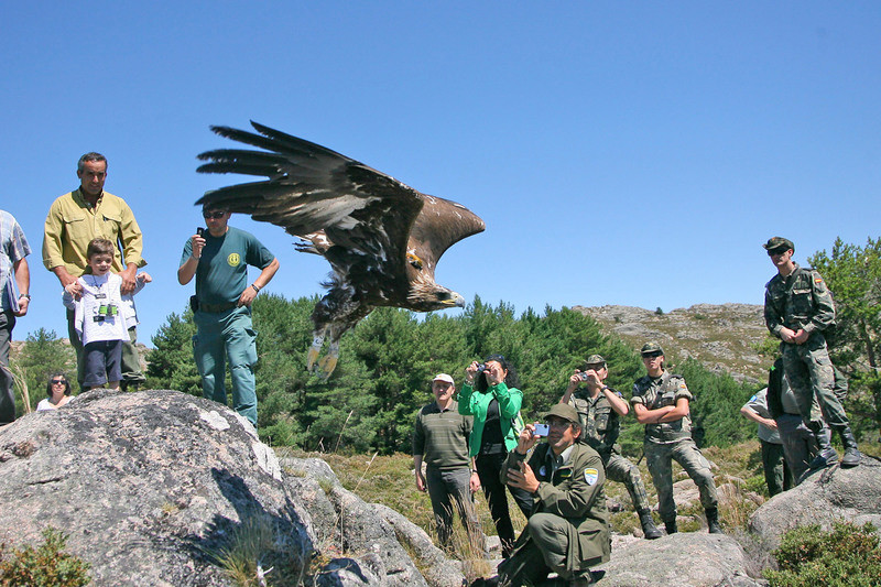 Liberación de Eufemia, aguila real, recuperada de sus lesiones