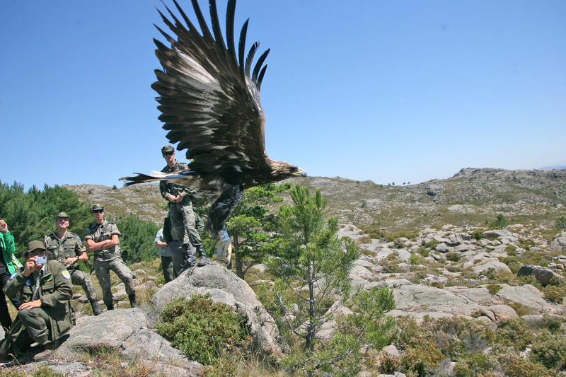 Liberación de Eufemia, aguila real, recuperada de sus lesiones