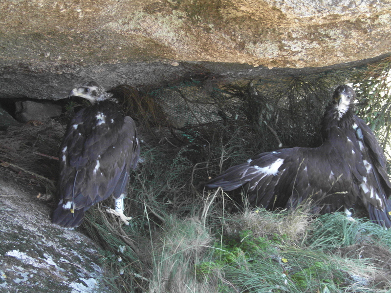 Los pollos de águila real en el hacking