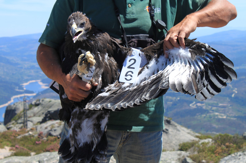 Uno de los pollos de águila real liberados en 2010