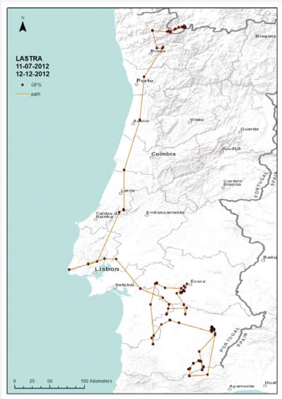 Dispersión de Lastra, joven águila real nacida en GREFA y liberada en la sierra de Xurés en 2012.