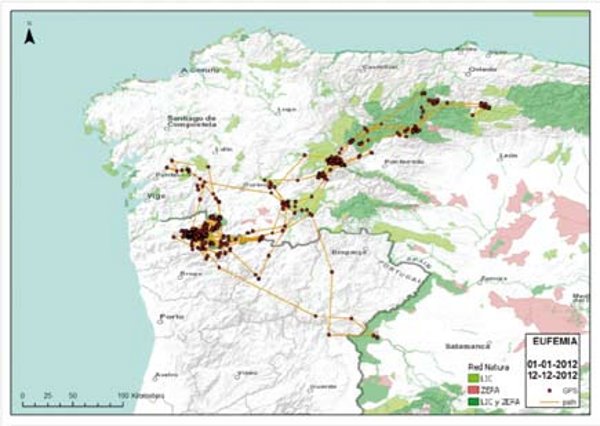 Movimientos de Eufemia durante el año 2012, águila que fue liberada en el año 2008