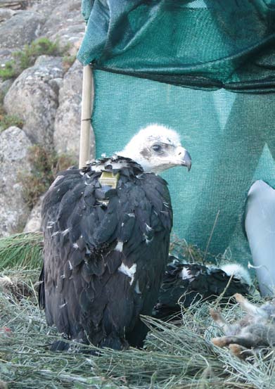 Pollos de águila real en el hacking. Se puede observar el transmisor satelital.