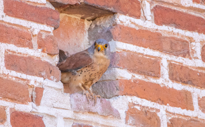 Cernícalo primilla en un mechinal ya adaptado para la nidificación de esta especie, en el Convento de San Bernardo, en Alcalá de Henares (Madrid). Foto: Miguel Garcés.