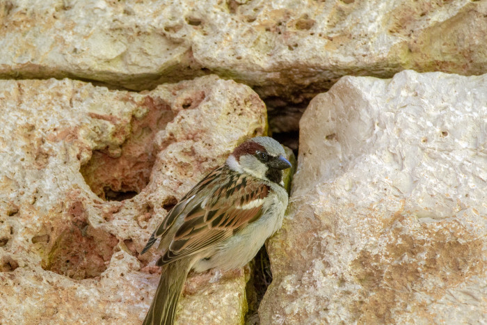Un gorrión común anida en una junta entre sillares de piedra de la iglesia de Meco (Madrid). Foto: Miguel Garcés.