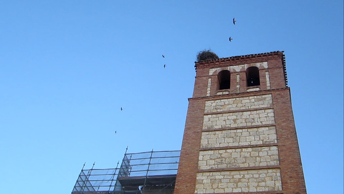Cernícalos primillas sobrevuelan la iglesia de Villabaruz de Campos (Valladolid), en obras.