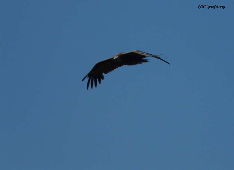 Buitre negro en vuelo