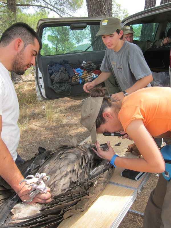 Reconocimiento veterinario de buitre negro capturado en el campo para su marcaje