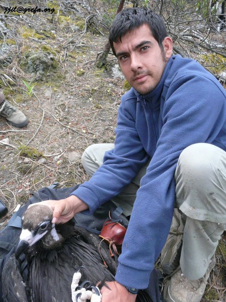 Juan José Iglesias durante el marcaje de un pollo de buitre negro