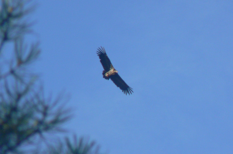 Buitre negro adulto de la colonia del suroeste