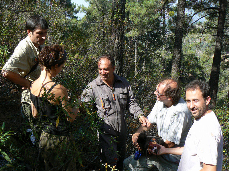 Equipo de marcaje y un agente forestal. Marcando con transmisor un buitre negro