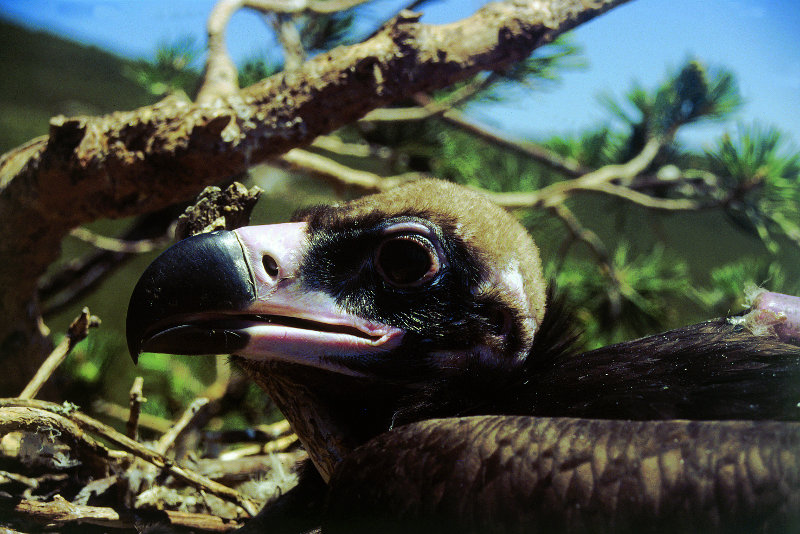 Buitre negro en el nido