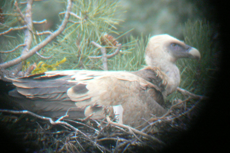 Adulto de Buitre leonado incubando en arbol despues de ocupar un nido de Buitre negro