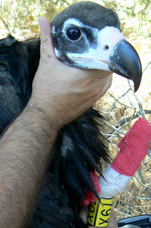 Pollo de buitre negro