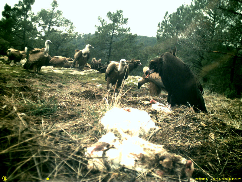 Fototampeo en la colonia de buitre negro la sierra suroeste de Madrid