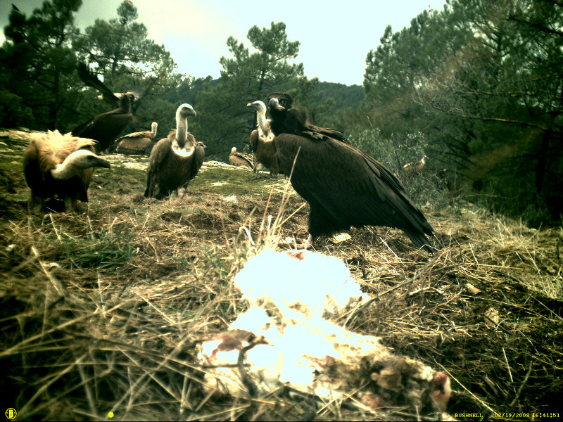 Fototampeo en la colonia de buitre negro la sierra suroeste de Madrid