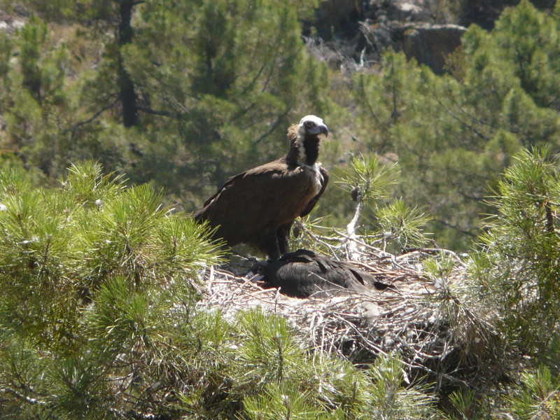 Nido de buitre negro