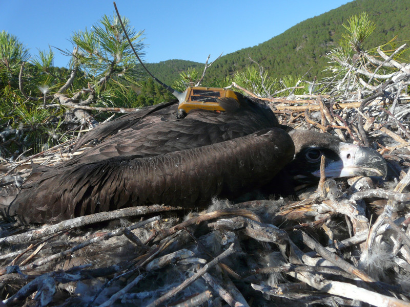 Pollo de buitre negro con emisor satelital