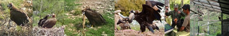 Proyecto Monachus: Reintroducción del buitre negro en los Pirineos