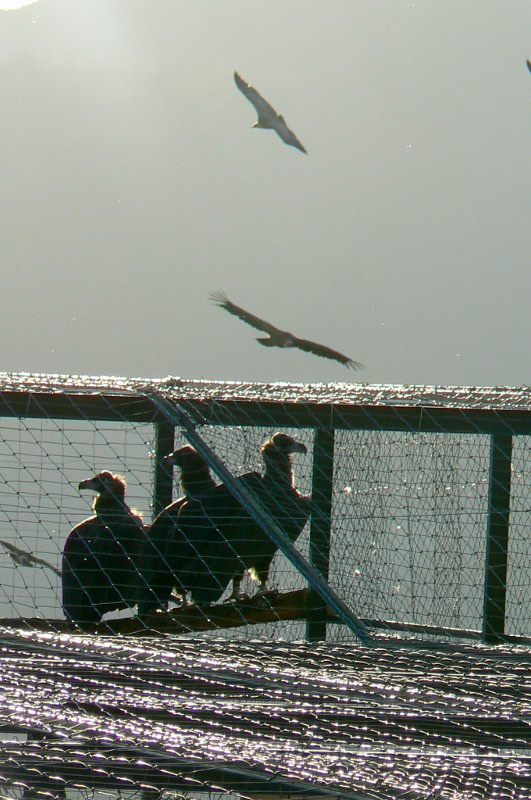 Instalaciones de buitre negro del proyecto de Baronie en Francia